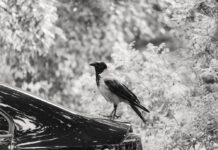 How to clean Dry Bird Droppings from the car? Arabadan kuş pisliklerini nazikçe çıkarın